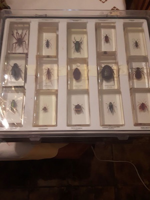 Insect collection used, 83 specimens
