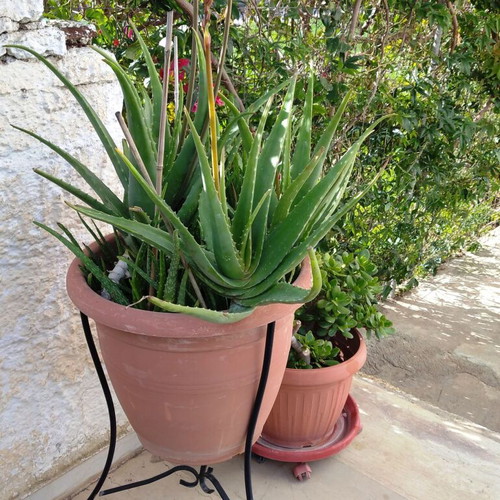 Aloe Vera medicinal plant tree-like new