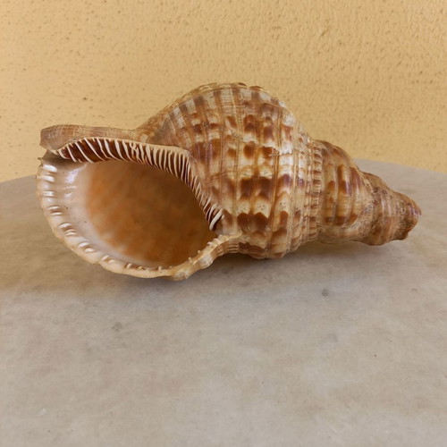 Natural shell used, 24 cm long with damage