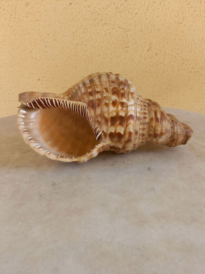 Natural shell used, 24 cm long with damage