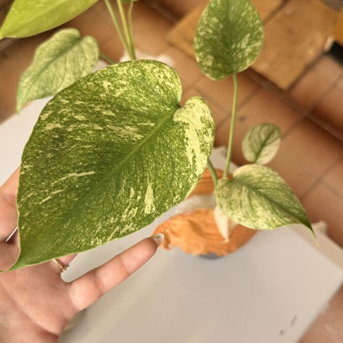 Monstera White Monster new, well rooted