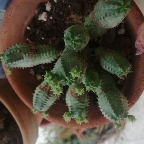 Cactus small used with two offsets