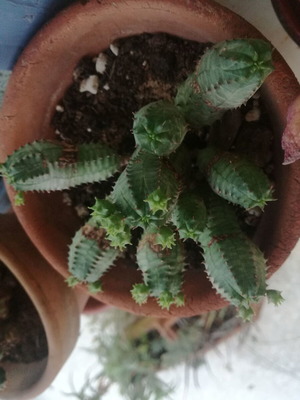 Cactus small used with two offsets