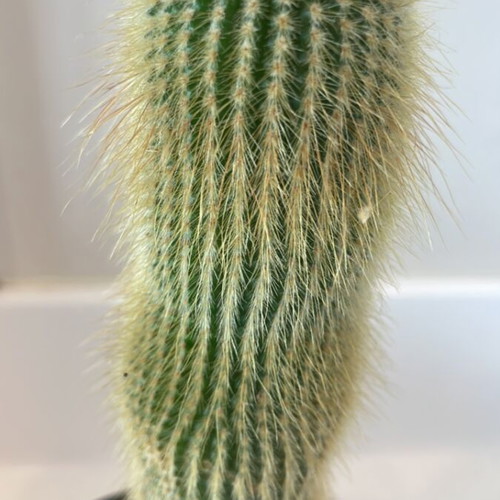Cleistocactus cactus 20cm height new