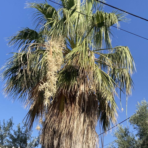 Washingtonia palm tree used, height 5-6 meters