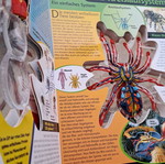 Σπάνιο Συλλεκτικό Βιβλίο Vogelspinne in 3D μεταχειρισμένο, David George Gordon