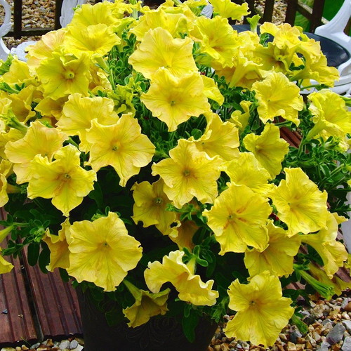 Rare Yellow Petunia Flowering Seeds, 25 pcs, High Germination