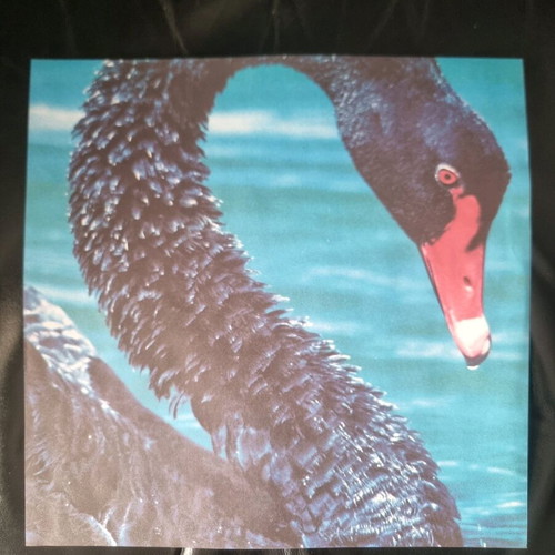 The Triffids The Black Swan vinyl used, Greek edition
