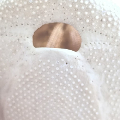 Sea Potato Shell like new, natural decoration