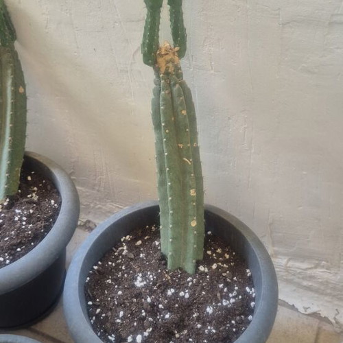 San Pedro cactus authentic, various sizes, new