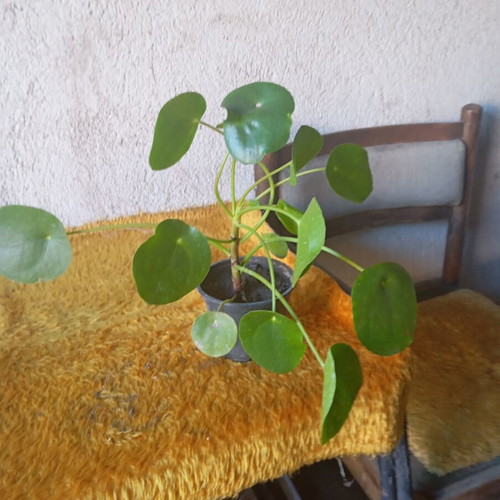 Pilea peperomioides indoor plant like new, Chinese money plant