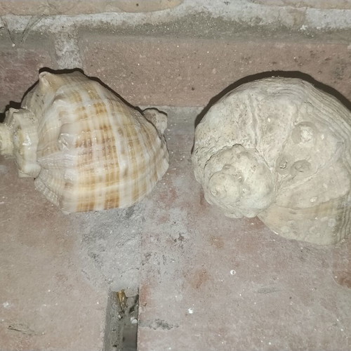 Large vintage natural sea shells Rapana from Black Sea, set of 2