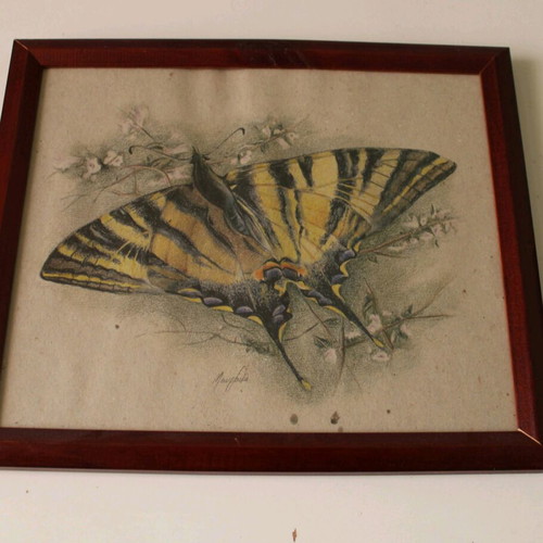 Framed butterfly 34x29 like new, print