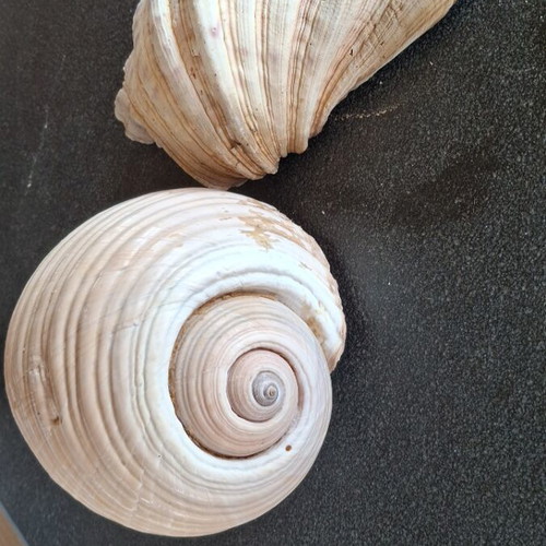 Natural seashells like new, 24 cm length