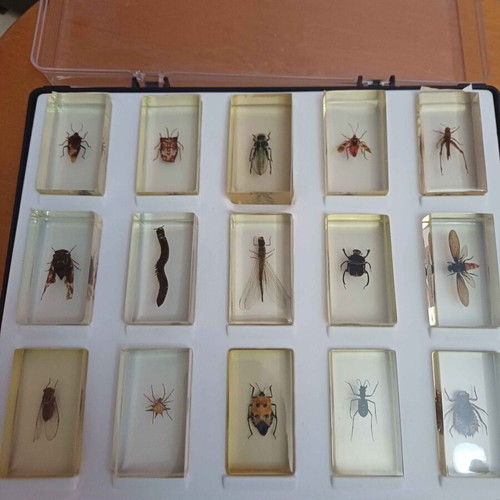 DeAGOSTINI complete insect collection, 85 insects