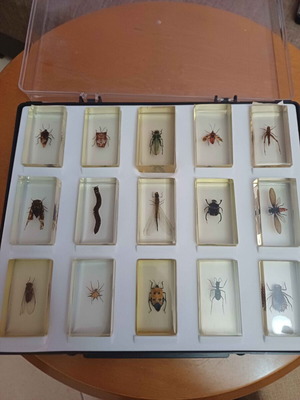 DeAGOSTINI complete insect collection, 85 insects