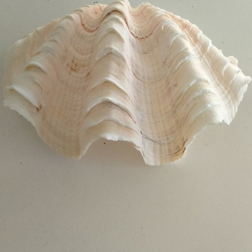 Giant Tridacna Squamosa Clam Shells new, matched pair