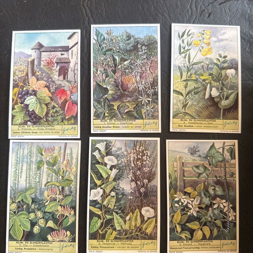Liebig vintage climbing plant cards set of 6 new