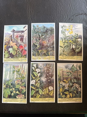 Liebig vintage climbing plant cards set of 6 new