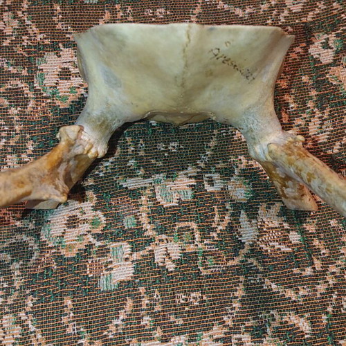 Northern Deer Trophy like new