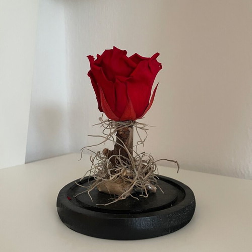 Forever Rose decorative red new with glass dome