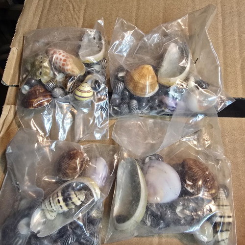 Decorative seashell set, 4 sealed bags for crafts