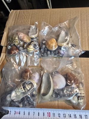 Decorative seashell set, 4 sealed bags for crafts