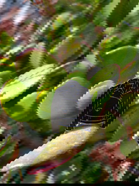 Καρφίτσα pin
