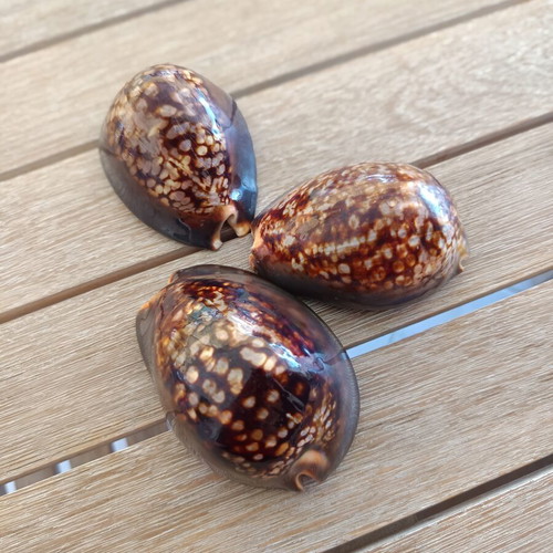 Mauritia Mauritiana Seashells Set of 3 Large Collectible