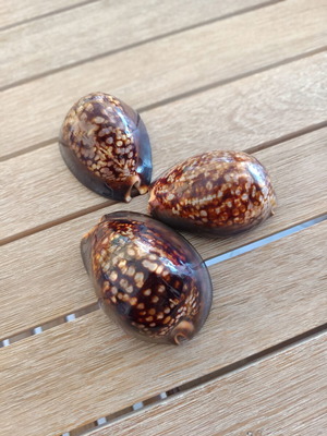 Mauritia Mauritiana Seashells Set of 3 Large Collectible