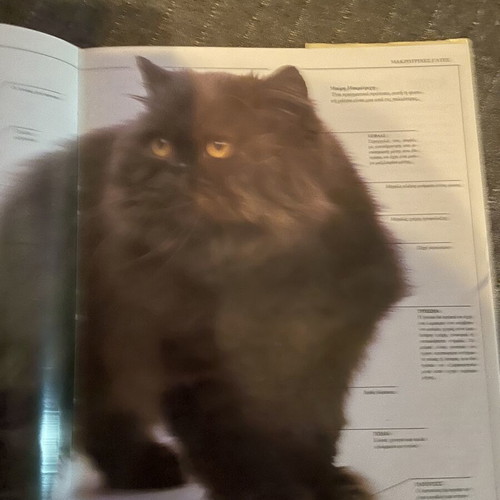 The Perfect Cat Book used, encyclopedia of cat breeds