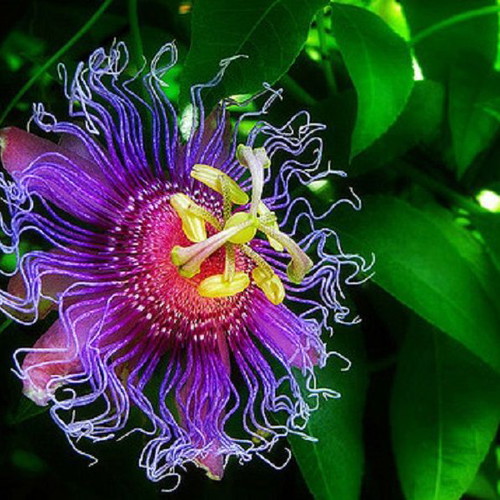 Passiflora Incarnata climbing plant seeds, 10 pcs