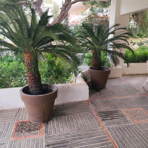 Cycas revoluta 21 years like new, 190 cm with Italian rubber pot
