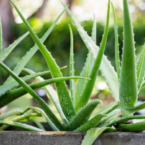 Aloe vera healing plant, natural remedy