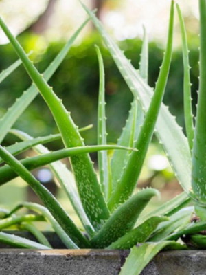 Aloe vera healing plant, natural remedy