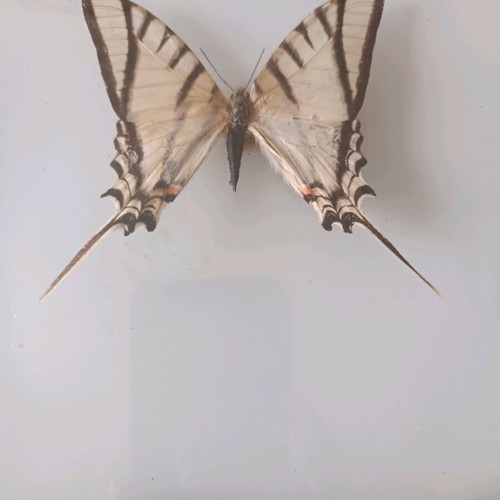 Taxidermy butterflies in frame used