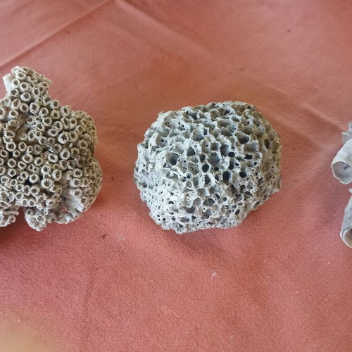 Set of 3 Authentic Marine Decor Corals