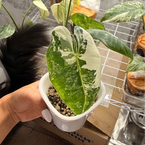 Alocasia Frydek Variegata new rooted plant