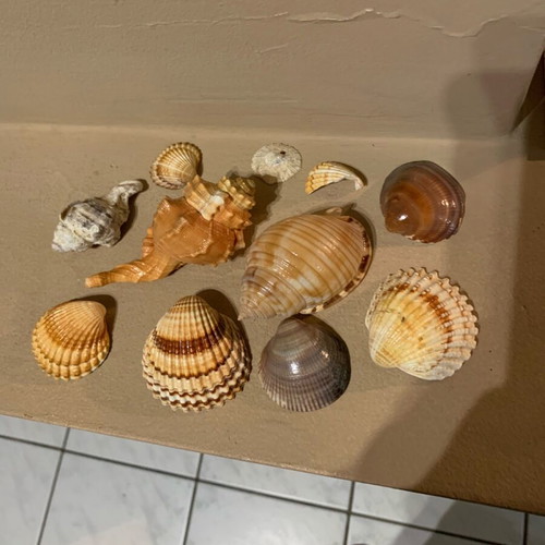 Natural shells like new, pack of 10, for decoration