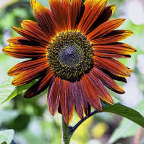 Red Sun sunflower seeds plant cultivation pack like new