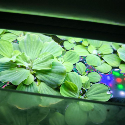 Pistia Stratiotes aquarium surface plant like new, pack of 10 plants