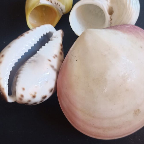 Collectible Natural Exotic Seashells Set of 4 like new
