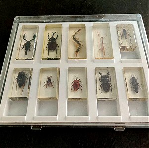 Deagostini Taxidermy Bugs Insects in Resin Case of 10 Collectible