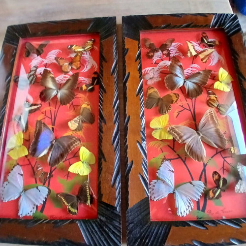 Vintage Brazilian framed butterflies like new