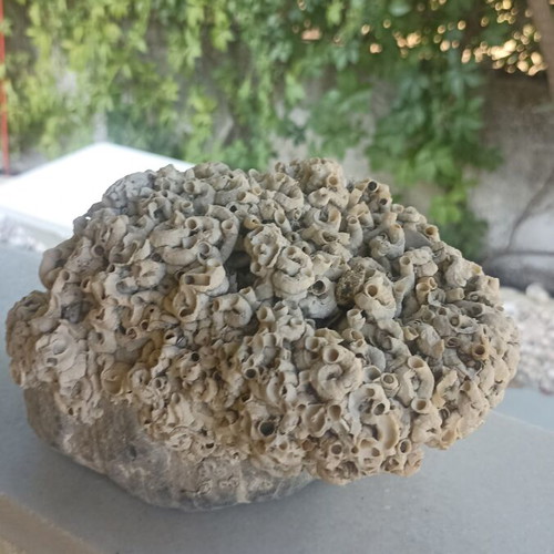 Large Collector's Marine Rock Rapiali 3+ Kg with Ficopomatus Colony