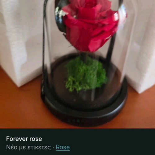 Forever rose new, in its box