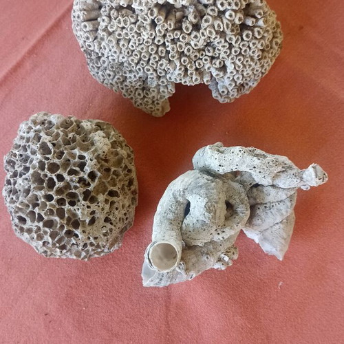 Set of 3 Authentic Marine Decor Corals