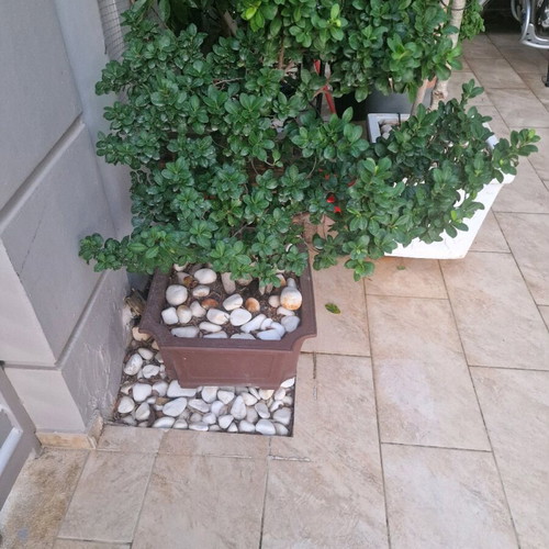 Bonsai Ginseng new
