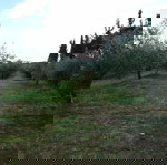 Αγροκτημα περιφραγμενο στην Αμαρυνθο Ευβοιας (Βαθεια).