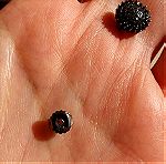  Σκουλαρίκια Μαύρα Καρφωτά Ασήμι 925 με Ζιργκόν